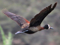 White-faced Whistling Duck